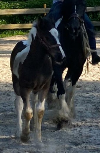 Caisys Belles